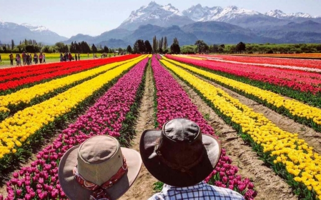 ESQUEL – TEMPORADA DE TULIPANES