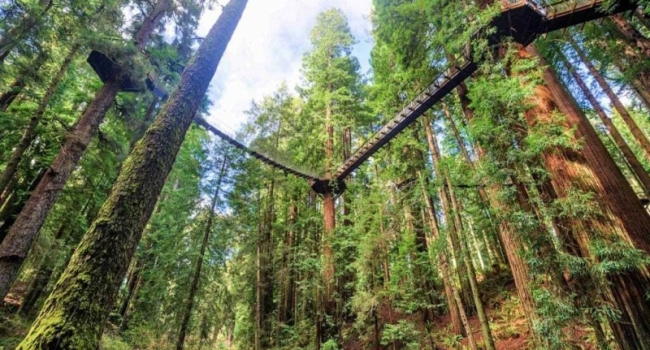 California: Abre Redwood Sky Walk