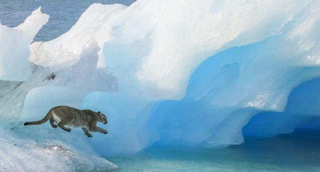 ¿Un puma en los glaciares?